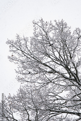 magie de la première neige avec la corneille sur l'arbre © Pyc Assaut