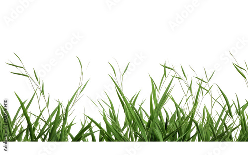 Botanical Fusion Grass and Branches on a White or Clear Surface PNG Transparent Background