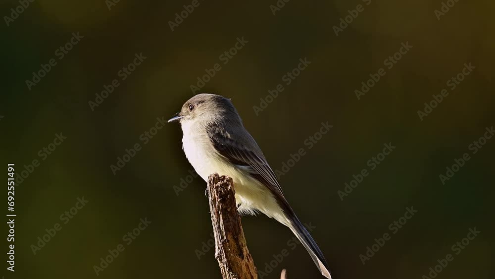 Eastern phoebe perched on a dead broken cedar tree looking around in the southern Piedmont of North Carolina in autumn. Eastern phoebe perched on a dead broken cedar tree looking around in the southern Piedmont of North Carolina in autumn.