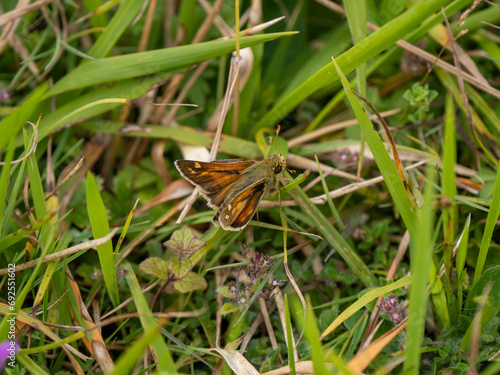 Silver-spotted Skipper in Grass Meadow