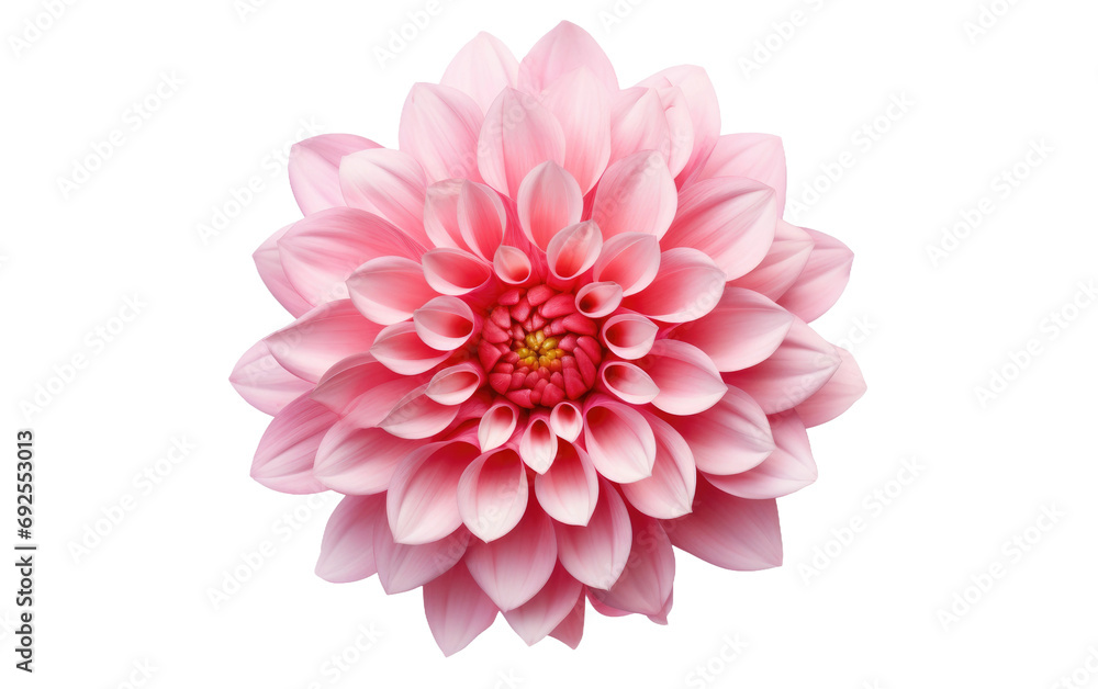 Serene Beauty Real Flowers Isolated on a White or Clear Surface PNG Transparent Background Serene Beauty Real Flowers Isolated on a White or Clear Surface PNG Transparent Background