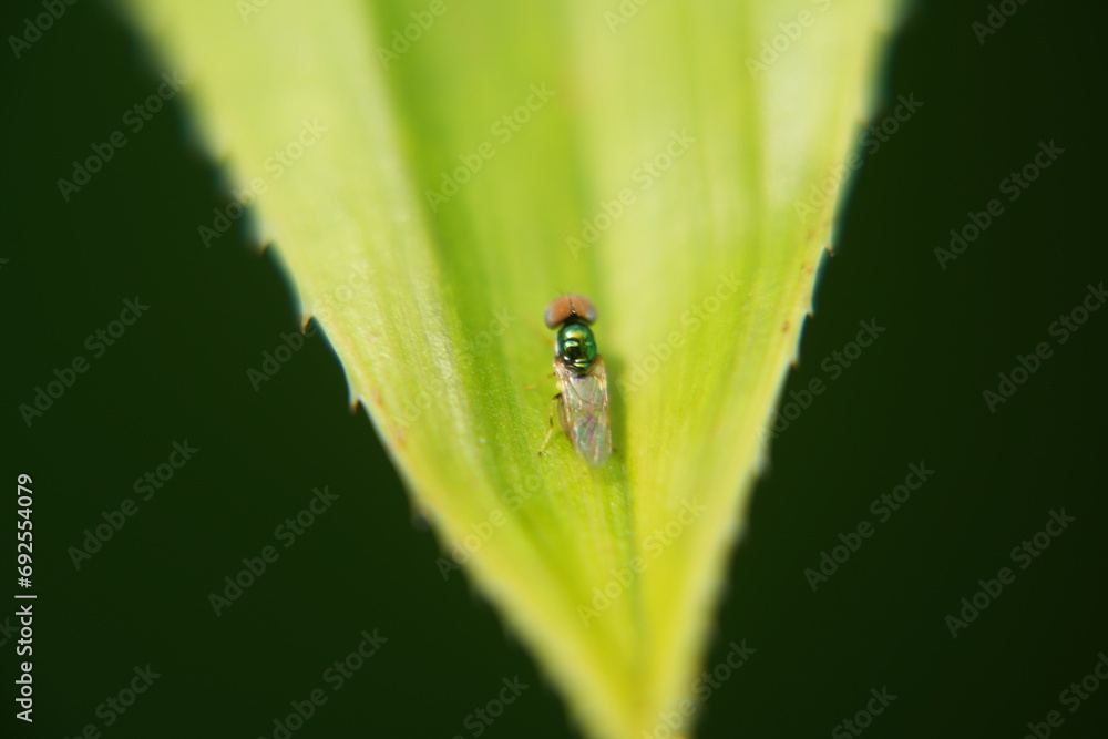 Microchrysa polita refers to a species of small, colorful flies belonging to the family Stratiomyidae, commonly known as soldier flies. These flies are known for their metallic|小麗水虻 Microchrysa polita refers to a species of small, colorful flies belonging to the family Stratiomyidae, commonly known as soldier flies. These flies are known for their metallic|小麗水虻