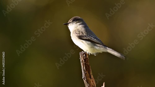 Eastern phoebe perched on a dead broken cedar tree in the southern Piedmont of North Carolina in autumn. photo