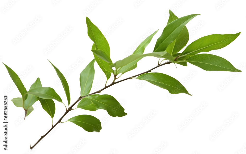 Essence of Tea Lively Green Leaves on a White or Clear Surface PNG Transparent Background Essence of Tea Lively Green Leaves on a White or Clear Surface PNG Transparent Background