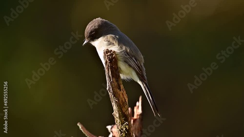 Eastern phoebe perched on a dead broken cedar tree in the southern Piedmont of North Carolina in autumn. photo