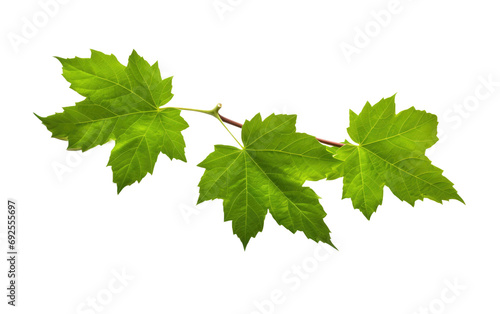 Twining Vine Leaf Natures Foliage on a White or Clear Surface PNG Transparent Background
