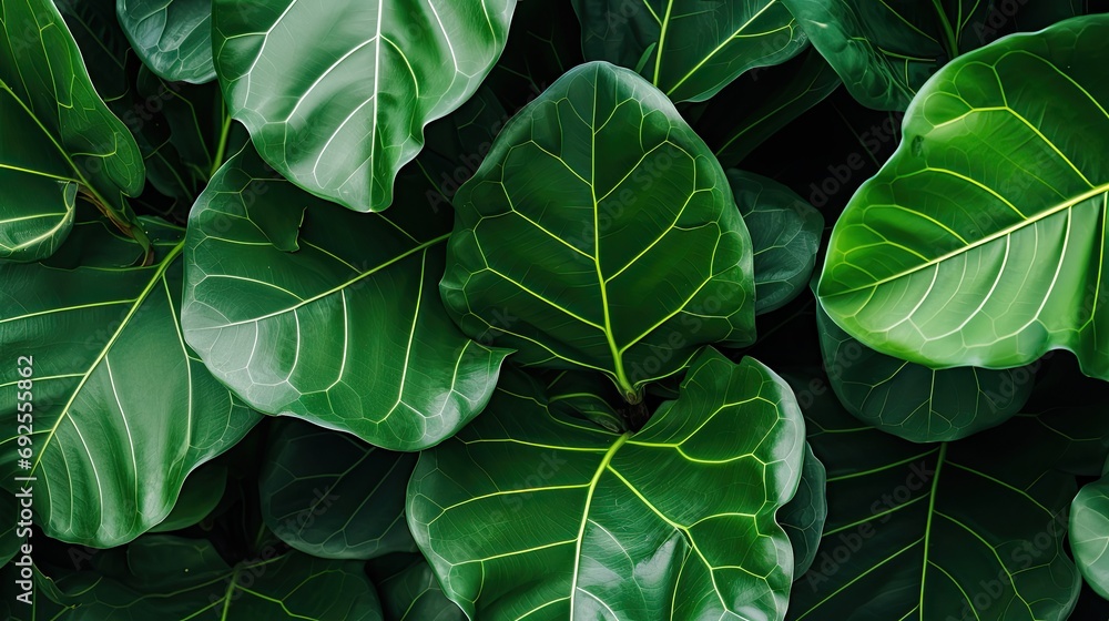 Fototapeta premium Fiddle leaf fig macro shot.. Generative AI