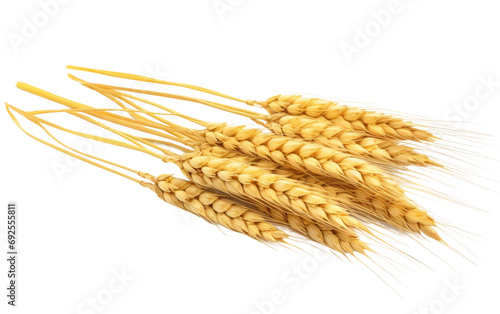Harvest Gold Wheat Spikelets Abundance on a White or Clear Surface PNG Transparent Background