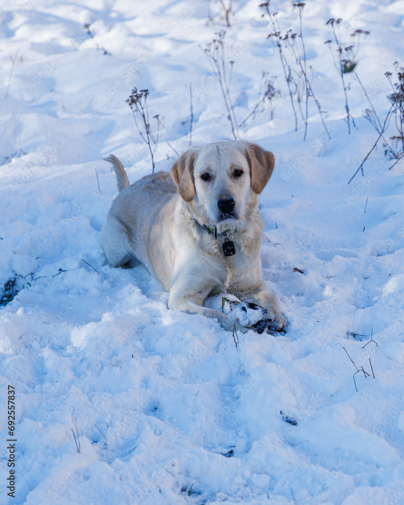 spacer z psami w zimę - obrazy, fototapety, plakaty 