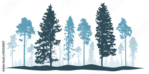 Winter landscape, silhouette of coniferous forest, beautiful pines and spruce trees. Vector illustration