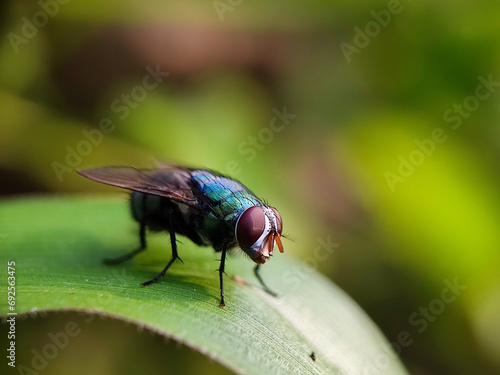 fly, insect, macro, nature, leaf, bug, animal, close-up, wing, closeup, pest, detail, housefly, eye, wildlife, small, garden, isolated, close, hairy, wings, close up, black, dirty, eyes