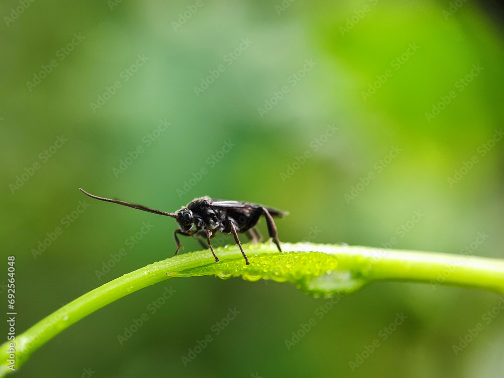 insect, macro, nature, bug, animal, fly, leaf, wildlife, mosquito, closeup, black, wasp, summer, close up, small, close, wing, pest, wild, detail, dragonfly, fauna, wings, flower, beetle insect, macro, nature, bug, animal, fly, leaf, wildlife, mosquito, closeup, black, wasp, summer, close up, small, close, wing, pest, wild, detail, dragonfly, fauna, wings, flower, beetle
