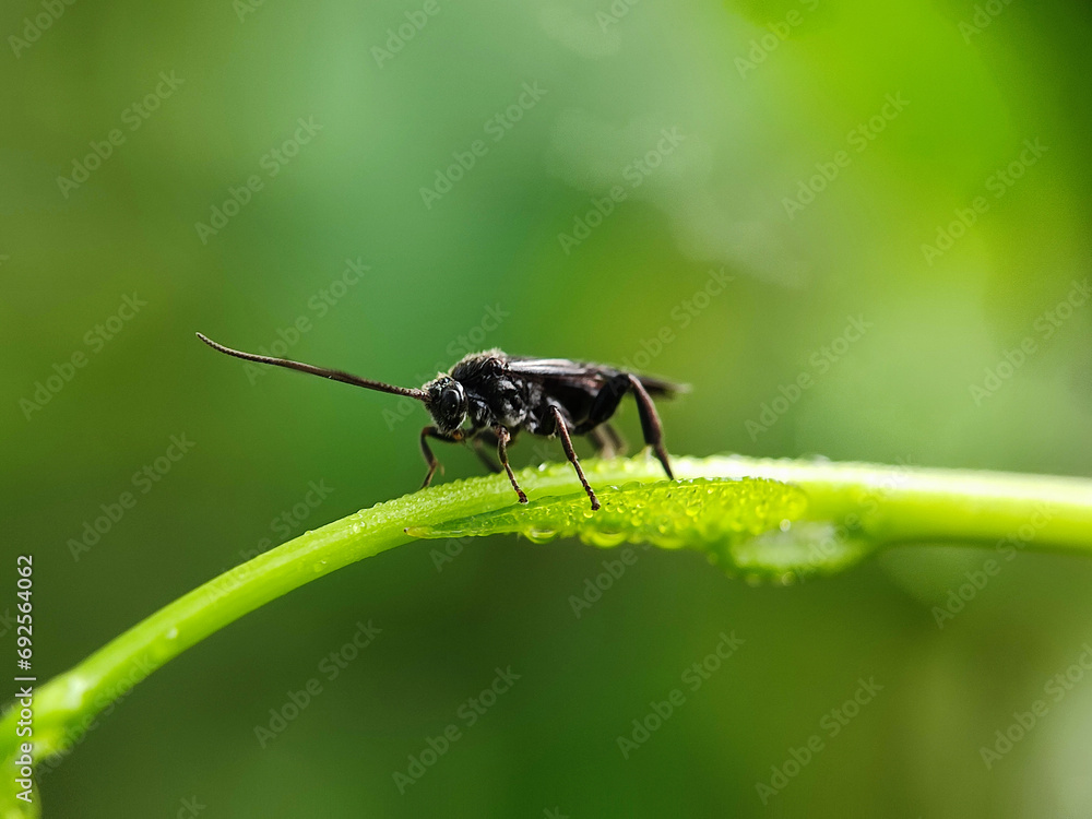 insect, macro, nature, bug, animal, fly, leaf, wildlife, mosquito, closeup, black, wasp, summer, close up, small, close, wing, pest, wild, detail, dragonfly, fauna, wings, flower, beetle insect, macro, nature, bug, animal, fly, leaf, wildlife, mosquito, closeup, black, wasp, summer, close up, small, close, wing, pest, wild, detail, dragonfly, fauna, wings, flower, beetle