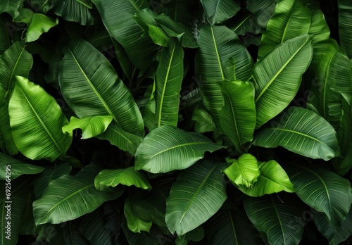 Banana leaves background on green color