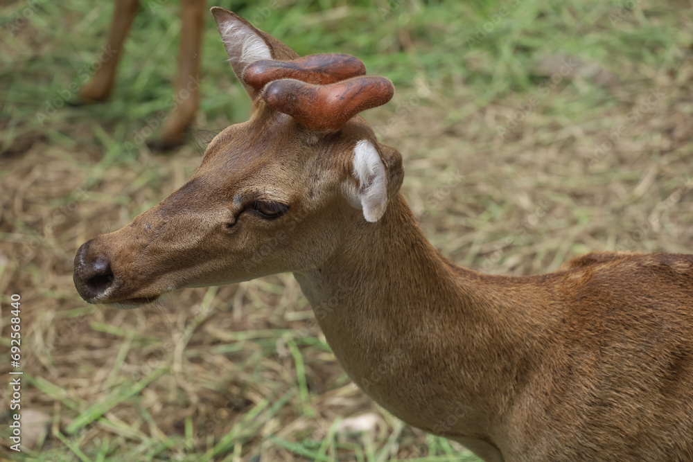 The female deer in garden at thailand