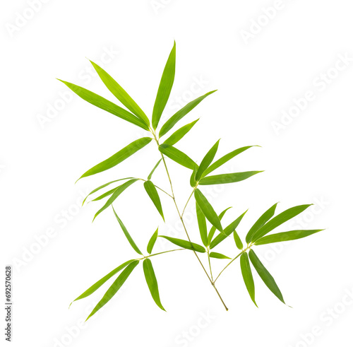 Fototapeta Naklejka Na Ścianę i Meble -  Bamboo leaves isolated on white background