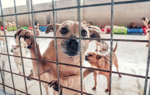 Lonely sad abandoned stray dogs behind the fence at animal shelter. Best human's friends waiting for a forever home. Animal rescue concept © Евгений Бахчев