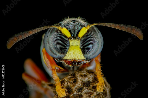 macro of a wasp © Riadi