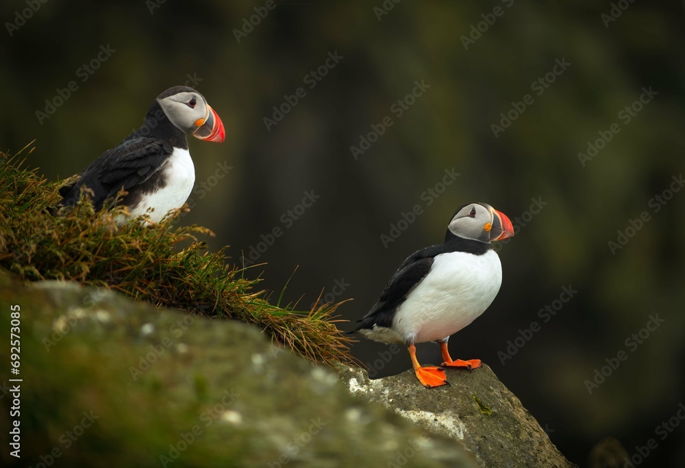 Fototapeta premium birds nature
