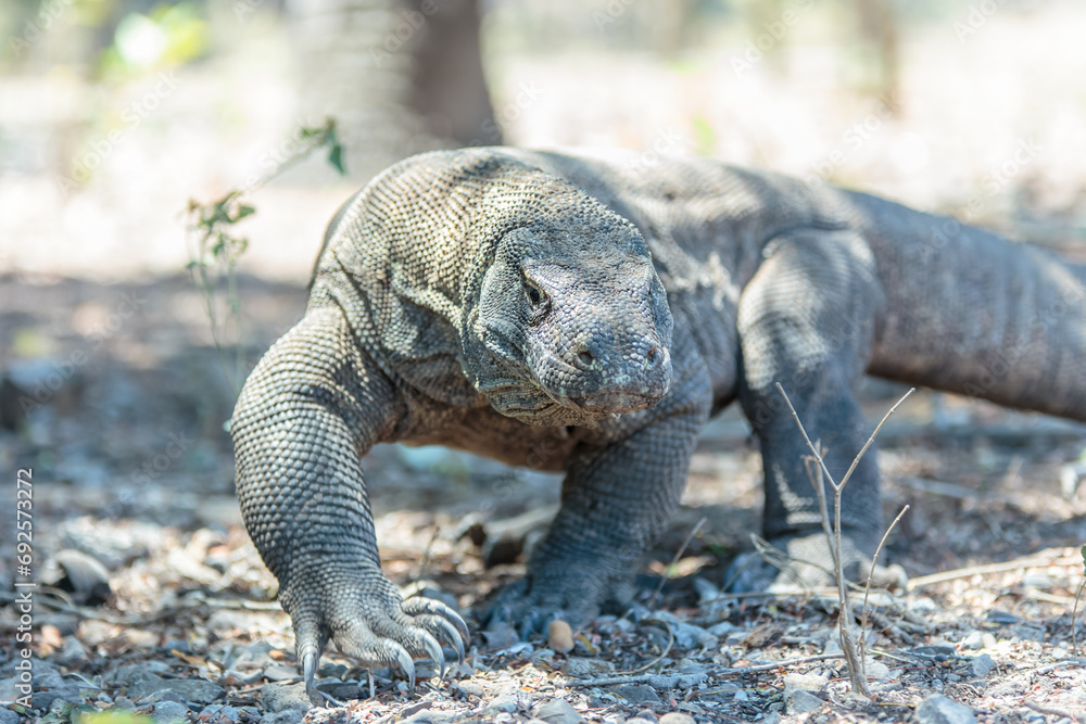 Obraz premium The Komodo dragon (Varanus komodoensis), also known as the Komodo monitor, is a species of lizard found in the Indonesian islands of Komodo, Rinca, Flores, and Gili Motang.