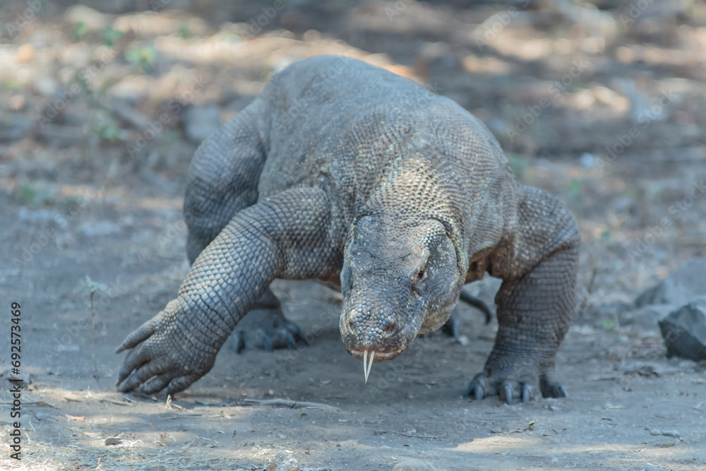 Obraz premium The Komodo dragon (Varanus komodoensis), also known as the Komodo monitor, is a species of lizard found in the Indonesian islands of Komodo, Rinca, Flores, and Gili Motang.