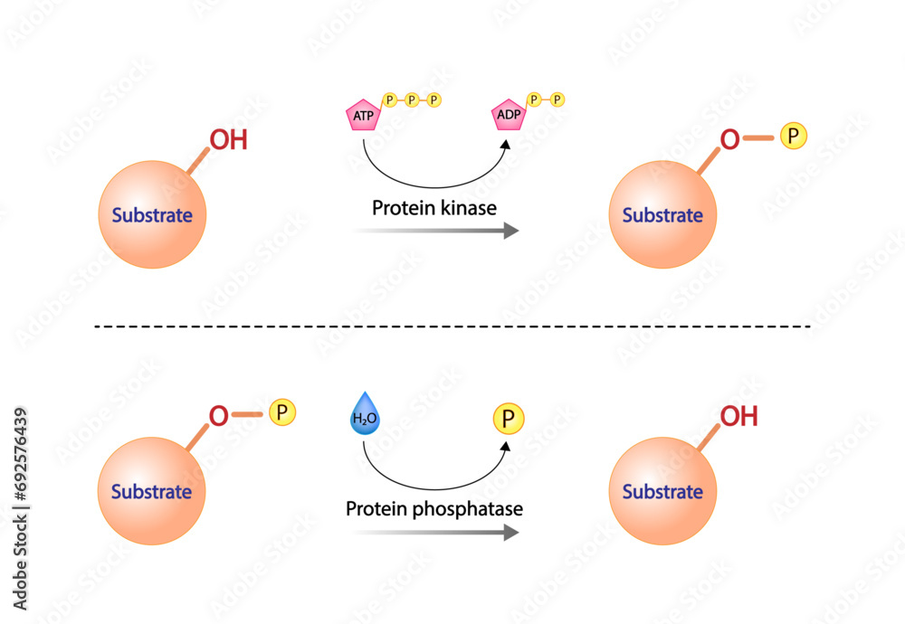 Protein kinase, an enzyme that transfer phosphate from ATP to a protein