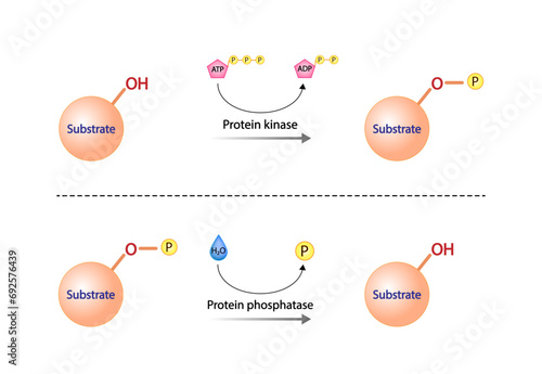 Protein kinase, an enzyme that transfer phosphate from ATP to a protein. Phosphatase,  an enzyme that removes a phosphate group from the phosphorylated protein. Phosphorylation and Dephosphorylation.  photo