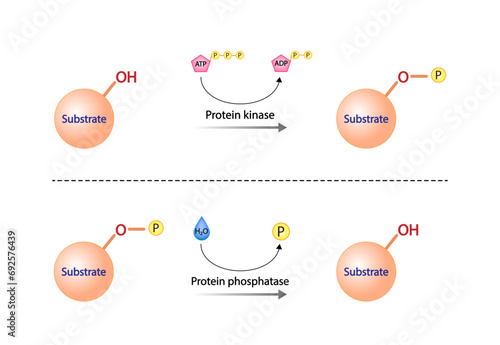 Protein kinase, an enzyme that transfer phosphate from ATP to a protein. Phosphatase,  an enzyme that removes a phosphate group from the phosphorylated protein. Phosphorylation and Dephosphorylation. 
