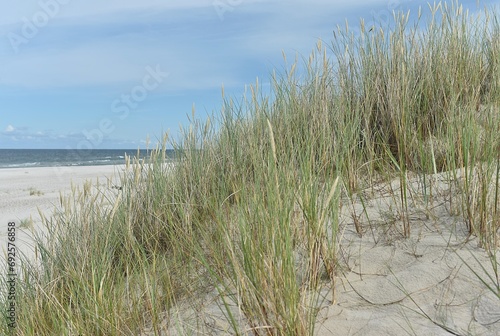 tufts of grass growing by the sea. The Baltic Ocean in Poland