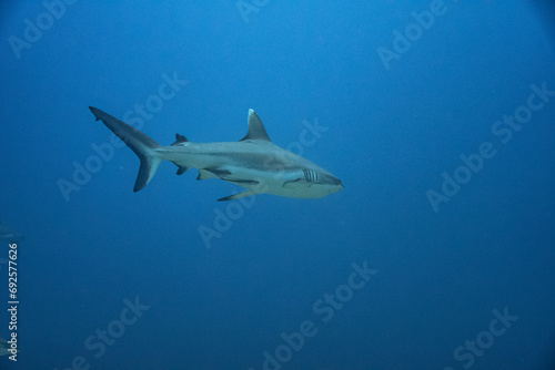 Grey Reef Shark - Grauer Riffhai - Maldives - Malediven