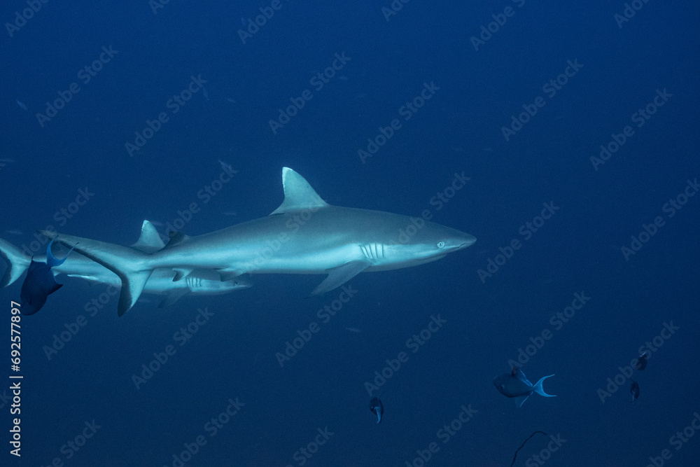 Grey Reef Shark - Grauer Riffhai - Maldives - Malediven Grey Reef Shark - Grauer Riffhai - Maldives - Malediven