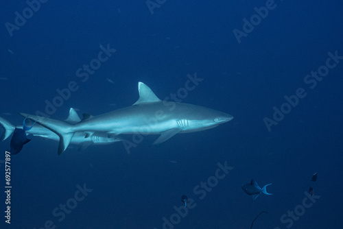 Grey Reef Shark - Grauer Riffhai - Maldives - Malediven © PANORAMA D(r)IVER