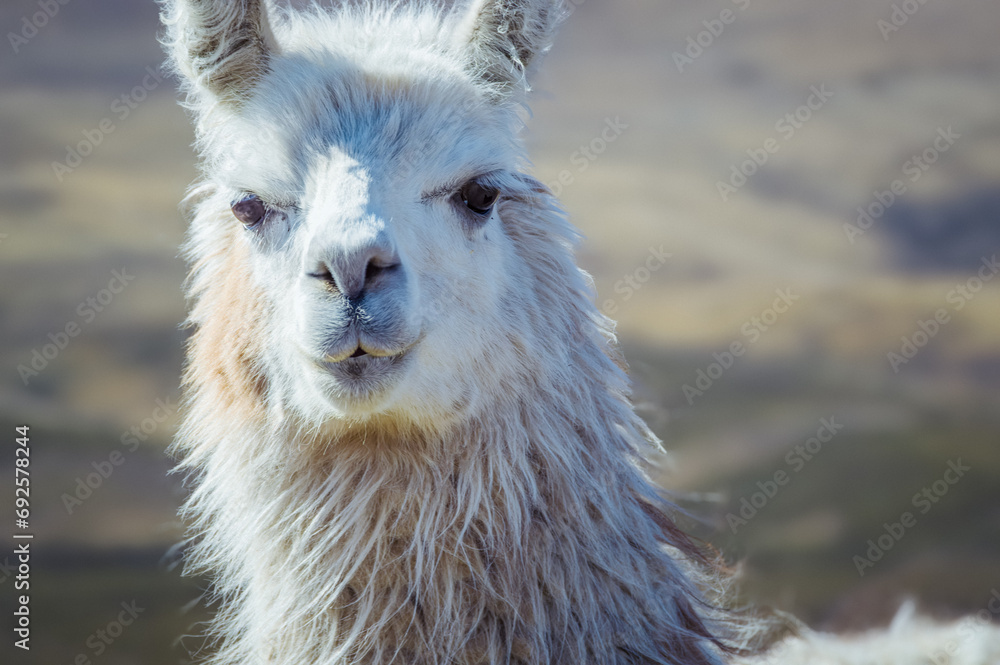 Obraz premium Standing tall with their majestic snouts, llamas are truly a sight to behold in the bolivian highlands
