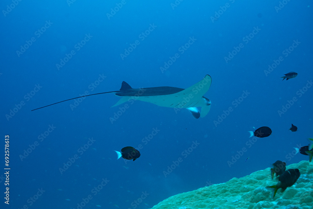 Fototapeta premium Manta Ray, Ray, Stingray - Teufelsrochen, Rochen 