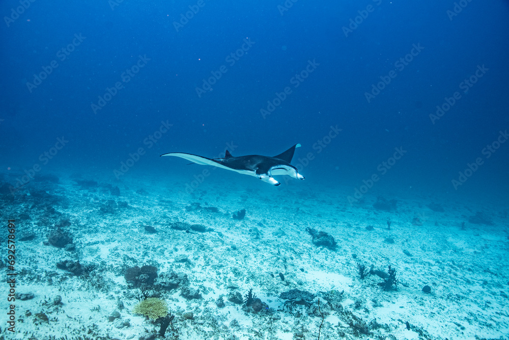 Fototapeta premium Manta Ray, Ray, Stingray - Teufelsrochen, Rochen 