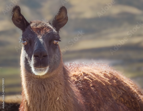 Fotografie Standing tall with their majestic snouts, llamas are truly a sight to behold in