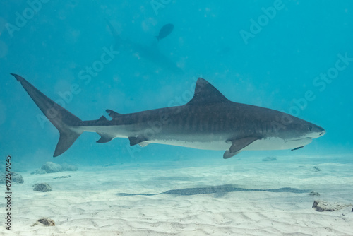 Tiger Shark - Tigerhai - Maldives - Malediven © PANORAMA D(r)IVER