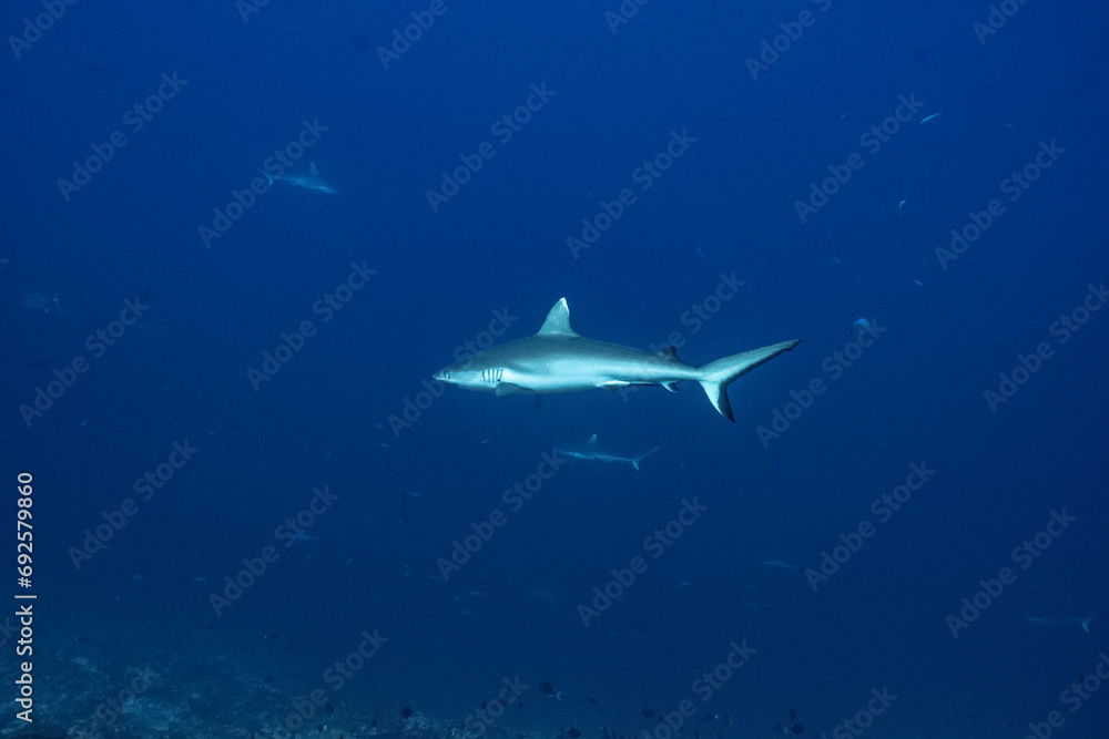 Fototapeta premium Grey Reef Shark - Grauer Riffhai - Maldives - Malediven