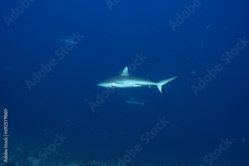 Grey Reef Shark - Grauer Riffhai - Maldives - Malediven