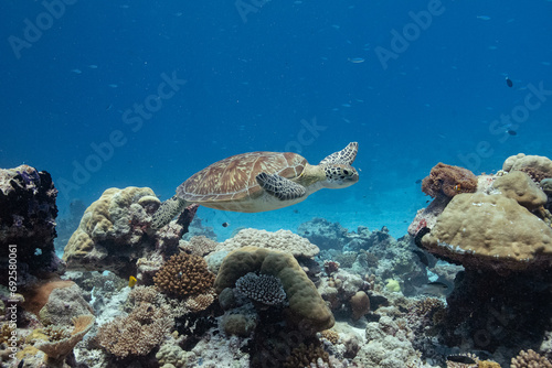 Fototapeta Naklejka Na Ścianę i Meble -  Green Turtle - Grüne Schildkröte - Maldives - Malediven