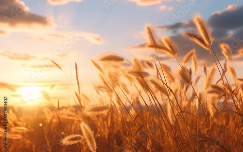 Close Up of Golden hour landscape of wild grass 