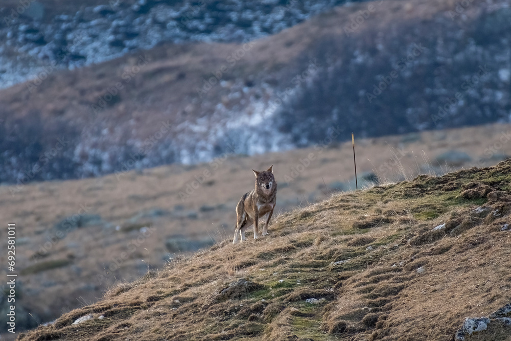Horizontal view of am Italian Wolf into the wild, taken on the top of a mountain on a winter day against snowy forest background, Alps, Italy.