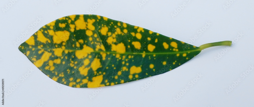 colorful leaf isolated on white background, top view colorful leaf isolated on white background, top view