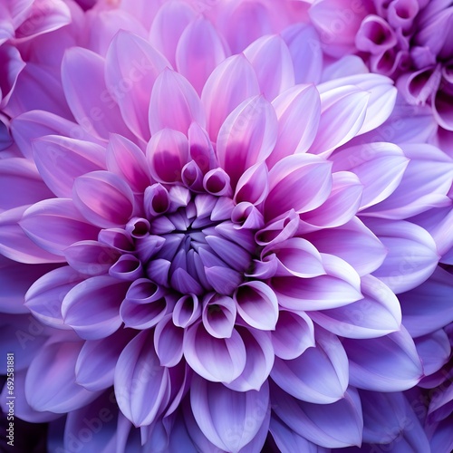Pink and purple dahlia petals macro, floral abstract background. Close up of flower dahlia for background, Soft focus © SandyHappy
