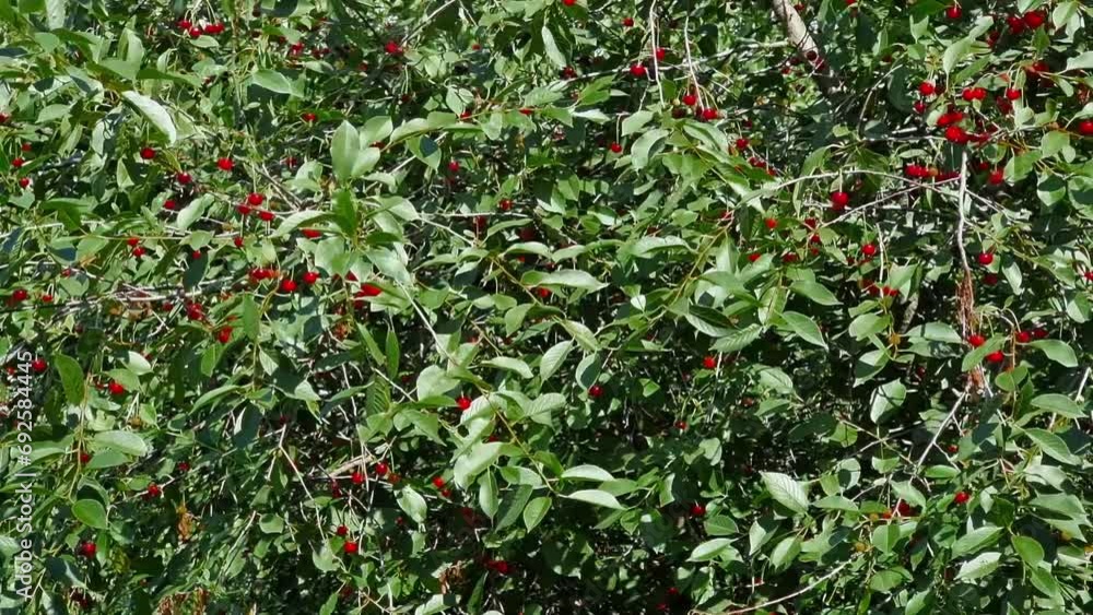 Ripe red cherries on a tree in a green summer garden. Nature and agriculture. Harvest time. Sunny day. Ripe red cherries on a tree in a green summer garden. Nature and agriculture. Harvest time. Sunny day.