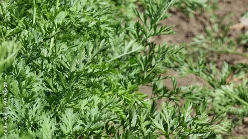 Green leaves of carrots in the vegetable garden. Organic farming. Close-up. Green leaves of carrots in the vegetable garden. Organic farming. Close-up.