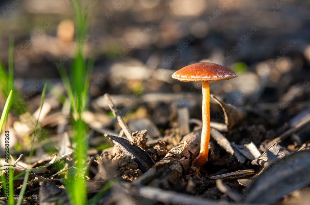 Life in Miniature: Delicate Orange Mushroom Illuminated by a Sunbeam. With copyspace. Life in Miniature: Delicate Orange Mushroom Illuminated by a Sunbeam. With copyspace.