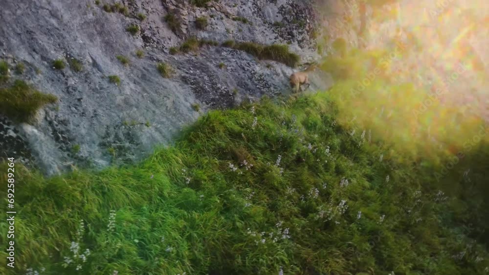 wild mountain goat in the Caucasus mountains wild mountain goat in the Caucasus mountains