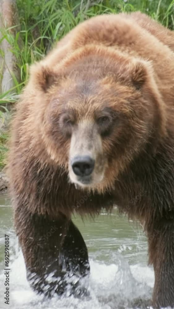 Big brown bear fishes in the river. Vertical video Big brown bear fishes in the river. Vertical video