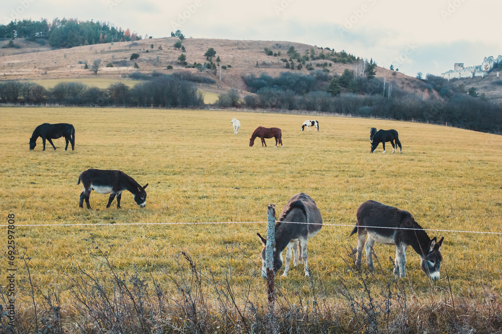 Horses and donkeys graze on the field